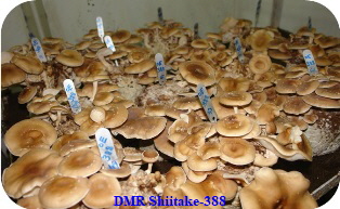 DMRShiitake-388-1