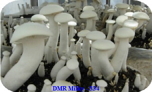 Milky mushroom DMR-334strain