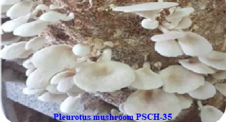 Pleurotus mushroom PSCH-35